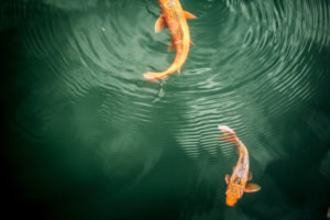 Koi fish, 2 fish in the water, with water rings Koi fish, 2 fish in the water, with water rings